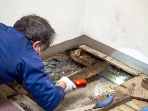 Best DIY Mold Remediation Support Services in San Diego Country Estates, CA