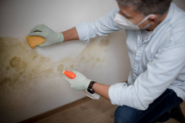 Best Post-Flood Mold Remediation in San Diego Country Estates, CA