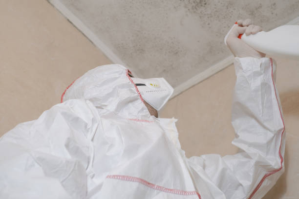 Best Insurance-Related Mold Remediation in San Diego Country Estates, CA