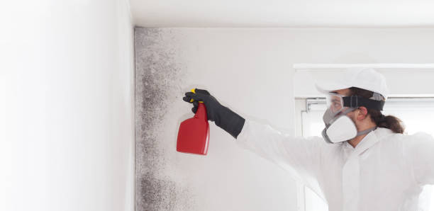 Best Mold Remediation for Specific Building Types in San Diego Country Estates, CA