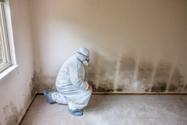 Best Post-Flood Mold Remediation in San Diego Country Estates, CA