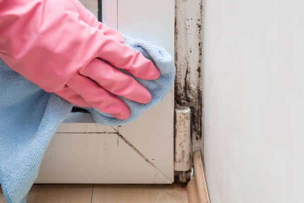 Best Attic Mold Remediation in San Diego Country Estates, CA