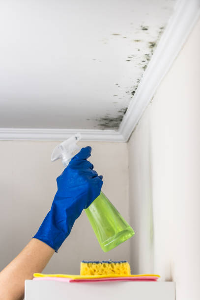 Best Residential Mold Remediation in San Diego Country Estates, CA